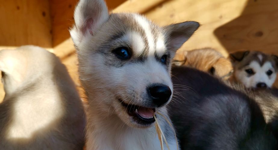 Blije husky puppy